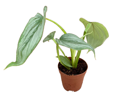2" Philodendron Mamei Silver